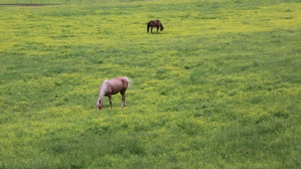 Cavalo em pasto — Vídeo de Stock