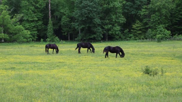 Tres caballos negros — Vídeo de stock