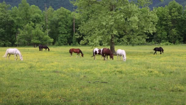 Güzel mera - Tennessee — Stok video