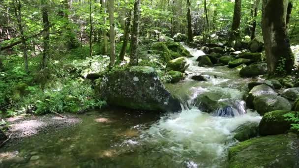 Arroyo en bosque — Vídeos de Stock