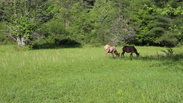 Pâturage de wapitis femelles — Video