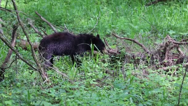 Urso negro selvagem — Vídeo de Stock