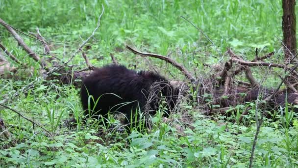 Urso negro comendo — Vídeo de Stock