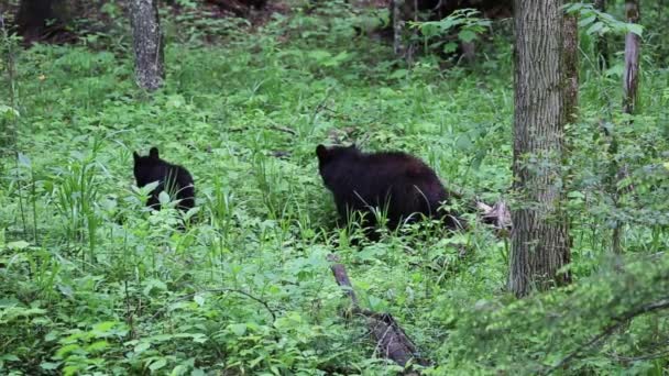 Maman ours et ourson — Video