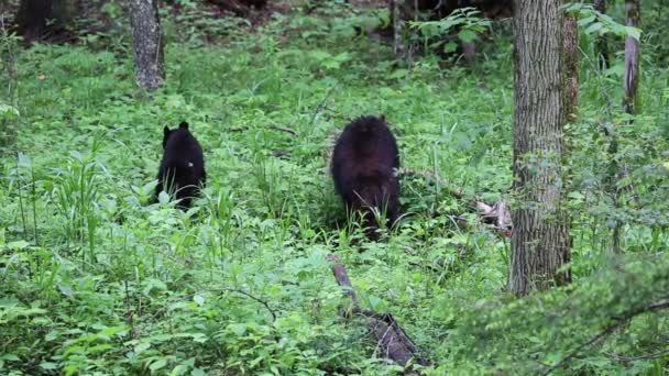 クマを食べる - テネシー州 — ストック動画