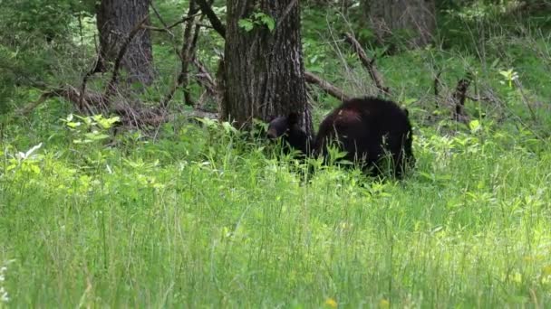 Sur le bord de la forêt — Video