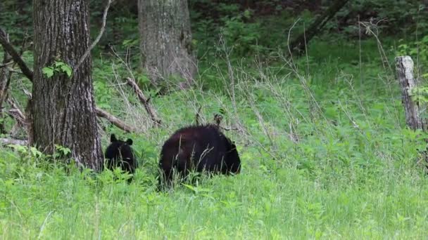 Beren op de rand van bos — Stockvideo