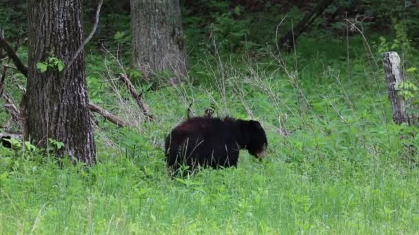 Black bear on the edge of forest — Stock Video