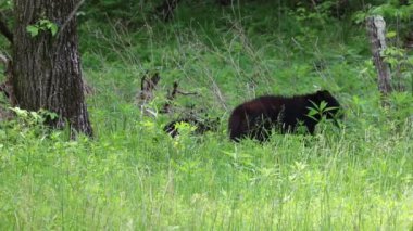 Takas üzerinde siyah ayılar