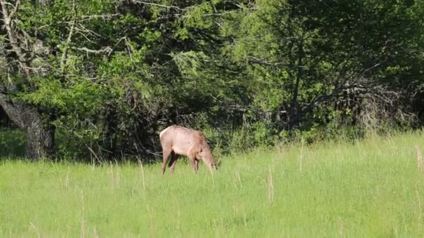 Female elk on the edge of meadow — Stock Video