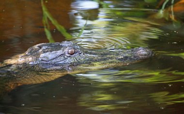 Timsah'ın göz - Louisiana