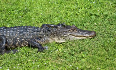 Timsah çimenlerin üzerinde