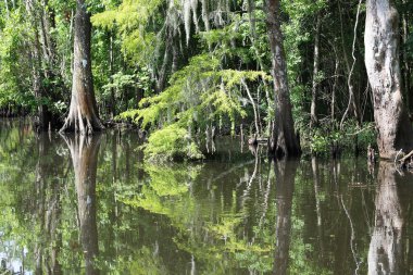 Cajun bataklık, Louisiana
