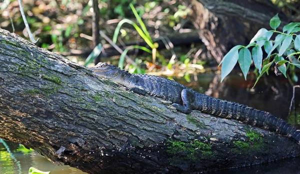 Alligator resting on stem — Stock Photo, Image