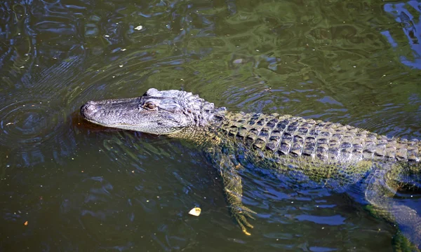 Alligator in Cajun Swamp — Stock Photo, Image