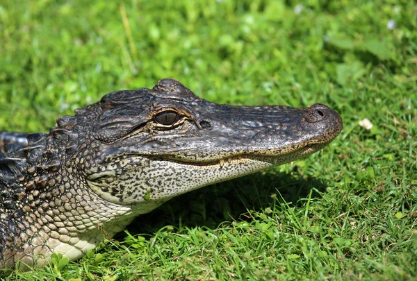 Alligator's head   -  Louisiana — Stock Photo, Image