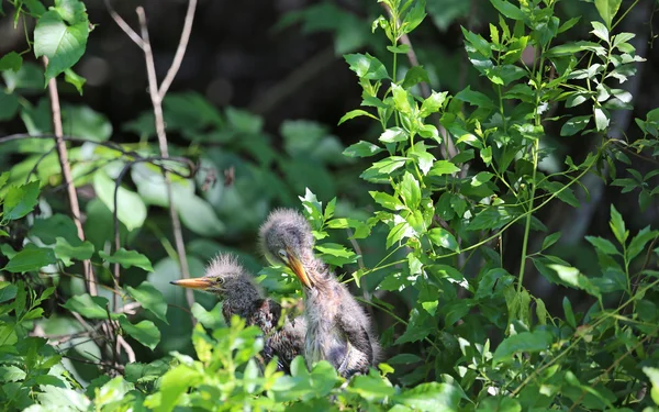 雏鸟-美国路易斯安纳州沼泽 — 图库照片