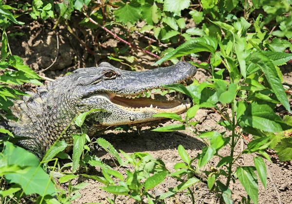 Alligator caché en vert — Photo