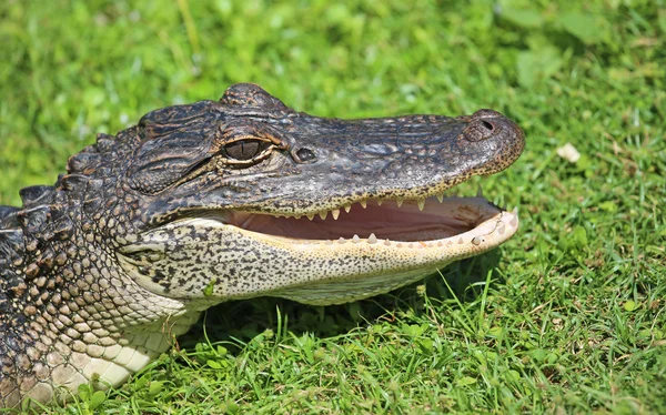 Alligator's head with open mouth — Stock Photo, Image