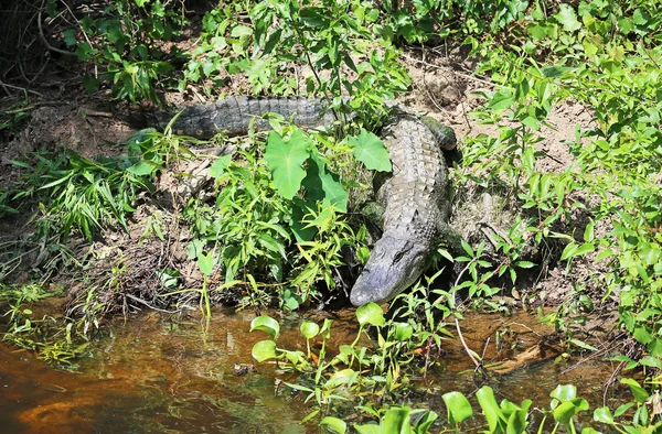 Aligator ucieka do wody — Zdjęcie stockowe