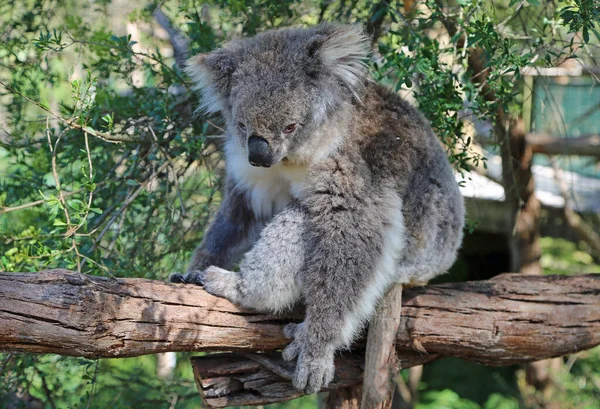 Koala Siedzi Gałęzi Phillip Island Victoria Australia — Zdjęcie stockowe