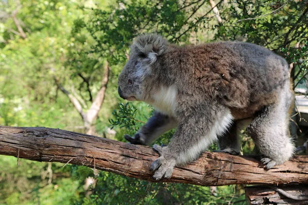 Koala Kráčí Větvi Phillip Island Victoria Austrálie — Stock fotografie