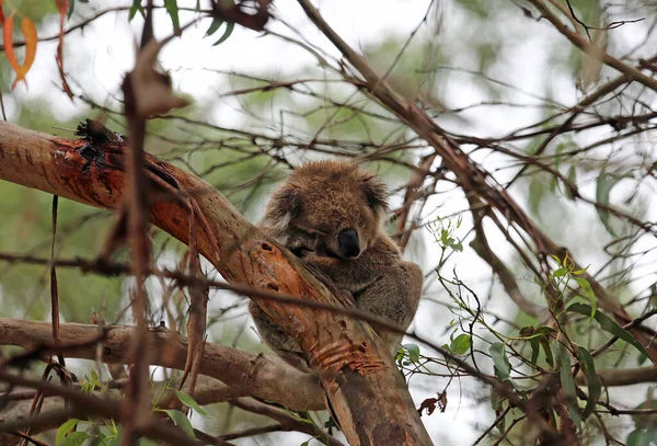 Koala Sleeping Tree Phillip Island Victoria Australia — Stock Photo, Image