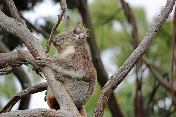 Koalabär Phillip Island Victoria Australien — Stockfoto