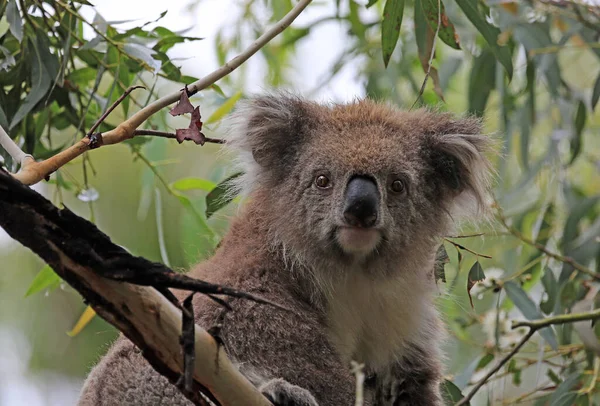 Retrato Koala Phillip Island Victoria Austrália — Fotografia de Stock