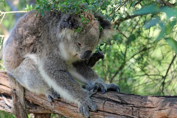 Koala Scratching Phillip Island Victoria Australia — Stock Photo, Image