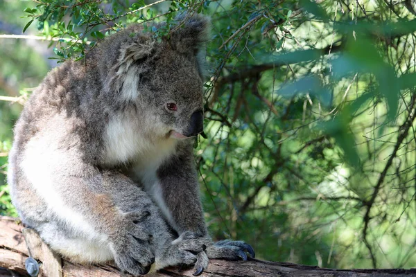 Koala Green Phillip Island Victoria Australia — Zdjęcie stockowe