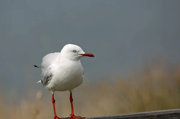 Gaivota Prata Phillip Island Victoria Austrália — Fotografia de Stock