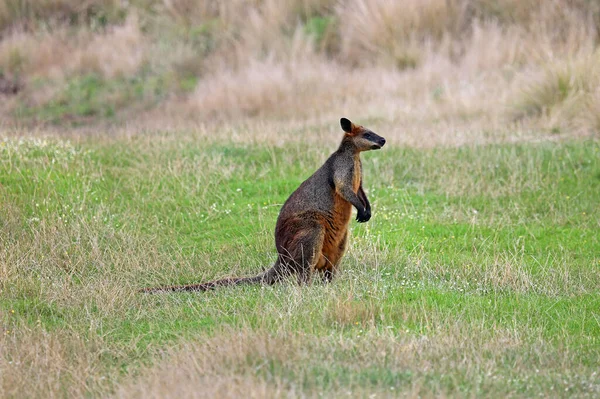 Wallaby Auf Der Wiese Phillip Island Victoria Australien — Stockfoto