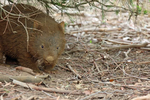 Wombat Tree Νήσος Phillip Βικτόρια Αυστραλία — Φωτογραφία Αρχείου