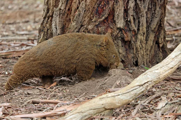 Wombat Wood Phillip Island Victoria Australia — Zdjęcie stockowe