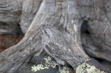 Tawny Frogmouth kamuflajı - Phillip Adası, Victoria, Avustralya