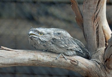 Daldaki Tawny Frogmouth - Phillip Adası, Victoria, Avustralya