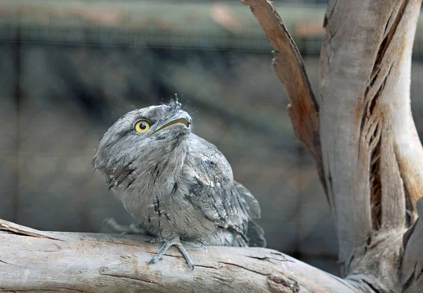 Tawny Frogmouth手表 菲利普岛 澳大利亚维多利亚 — 图库照片