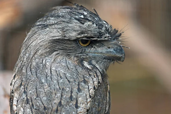 Tawny Frogmouth Portrait Phillip Island Victoria Australia — Stock Photo, Image