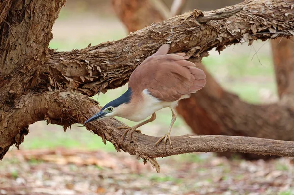 Nankeen Night Heron Στο Υποκατάστημα Victoria Αυστραλία — Φωτογραφία Αρχείου