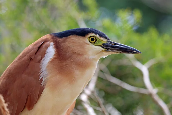 Nankeen Night Heron Close Victoria Australia — Stock Photo, Image