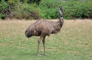 Profilde Emu - Phillip Adası Vahşi Yaşam Parkı, Victoria, Avustralya