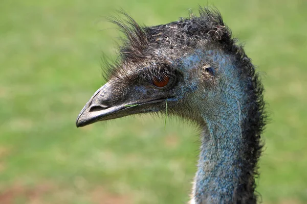 Emu Head Phillip Island Wildlife Park Victoria Australia — Stock Photo, Image