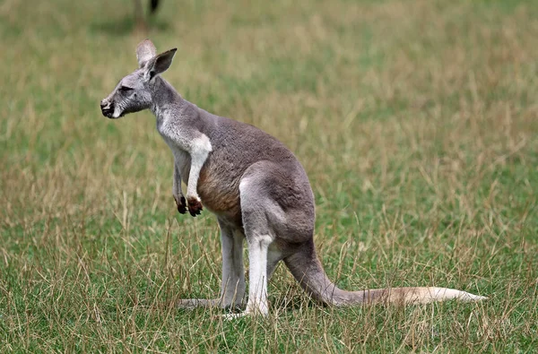 Kvinnlig Röd Känguru Phillip Island Wildlife Park Victoria Australien — Stockfoto