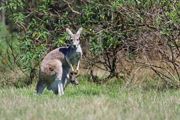 Canguro Madre Entre Arbustos Phillip Island Wildlife Park Victoria Australia — Foto de Stock