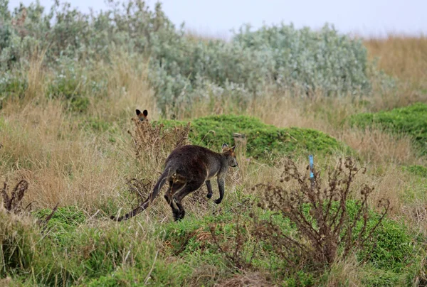 Wild Wallaby Jumping Phillip Island Victoria Australia — Stock Photo, Image