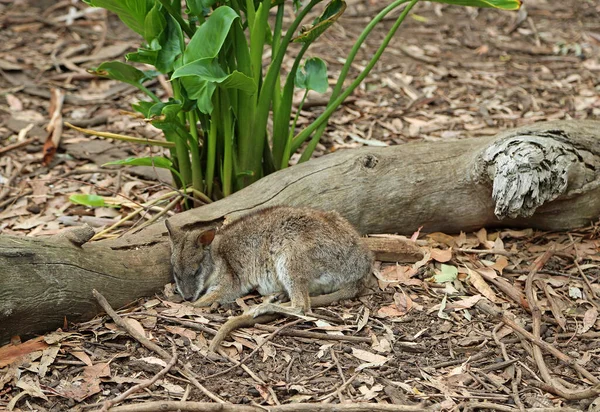 Parma Wallaby Wood Phillip Island Виктория Австралия — стоковое фото