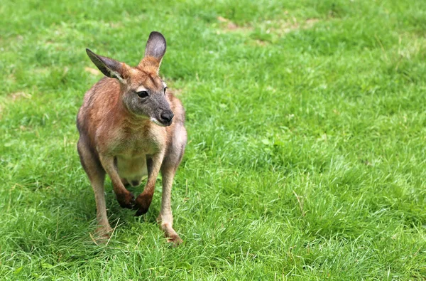 Rotes Känguru Auf Grünem Gras Victoria Australien — Stockfoto