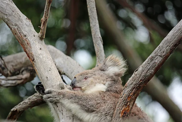 Koala Escalando Árvore Victoria Austrália — Fotografia de Stock