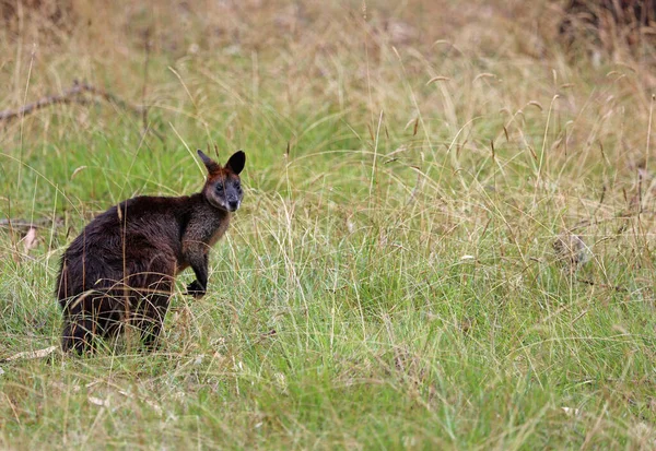 Sumpfwallaby Gras Victoria Australien — Stockfoto